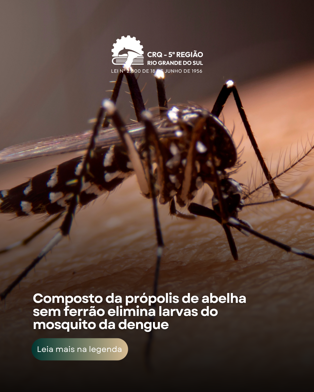 composto-da-propolis-de-abelha-sem-ferrao-elimina-larvas-do-mosquito-da-dengue