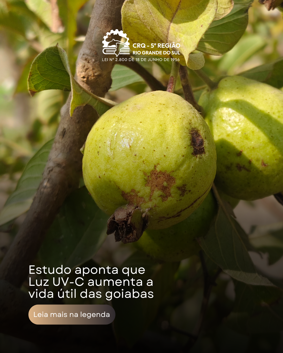 estudo-aponta-que-luz-uv-c-aumenta-a-vida-util-das-goiabas