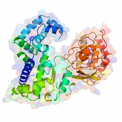 estrutura-de-proteina-essencial-a-replicacao-do-virus-zika-e-desvendada