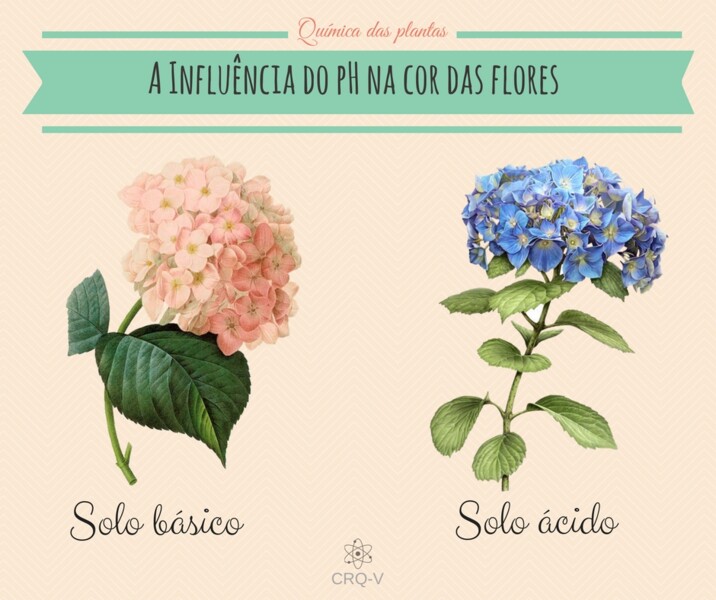 a-influencia-do-ph-do-solo-no-desenvolvimento-das-plantas