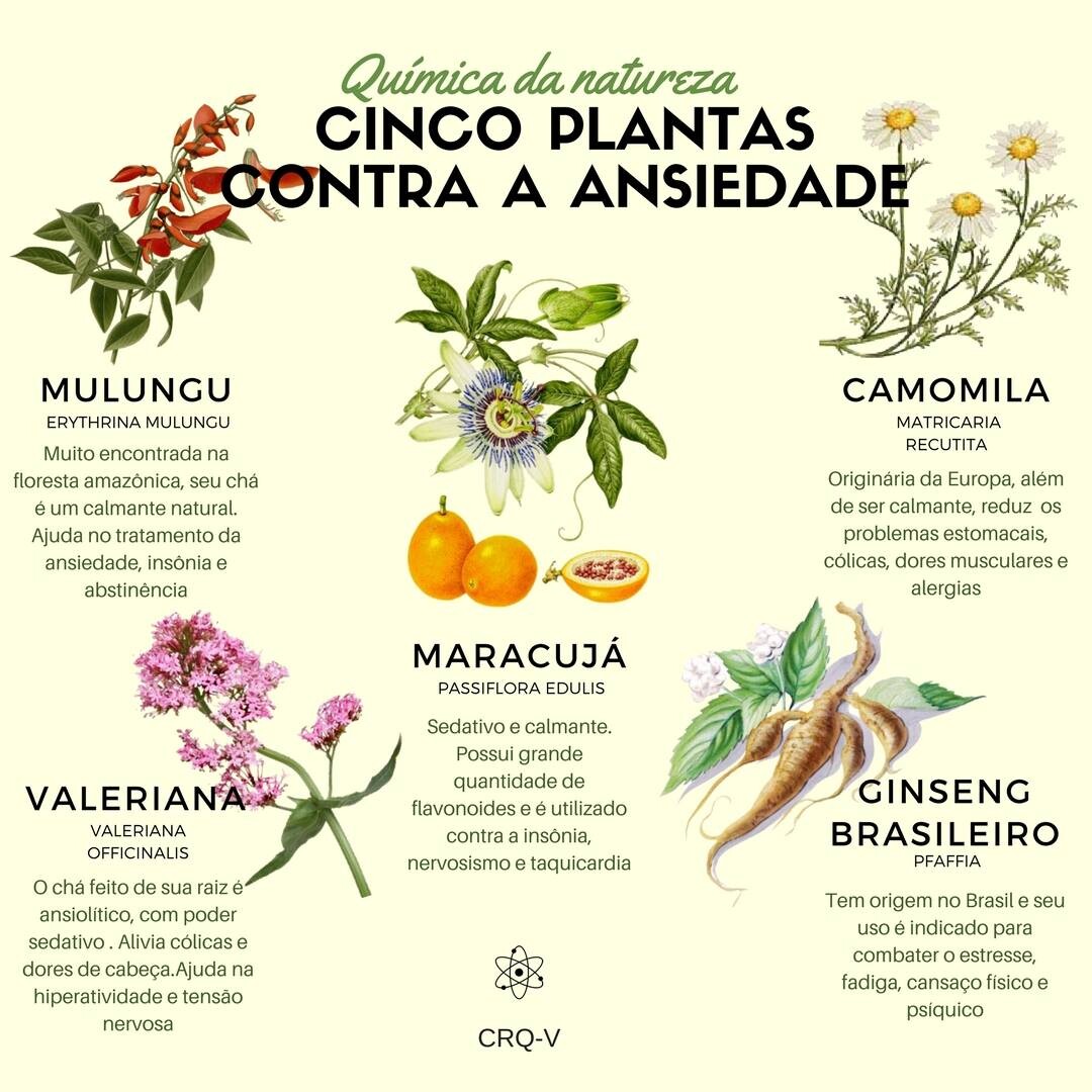 as-plantas-e-o-auxilio-contra-a-ansiedade
