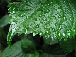 voce-gosta-do-cheiro-de-chuva